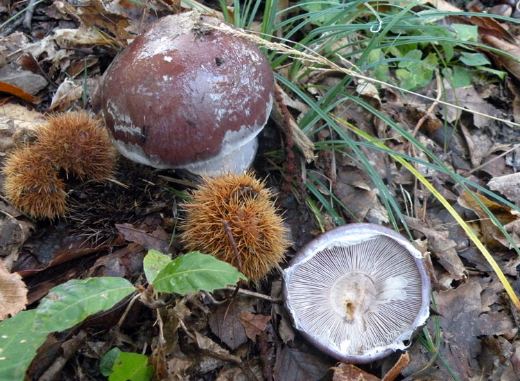 Cortinarius praestans ?